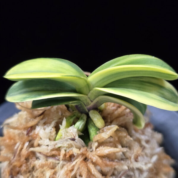 각왕산 覚王山 Kakuozan