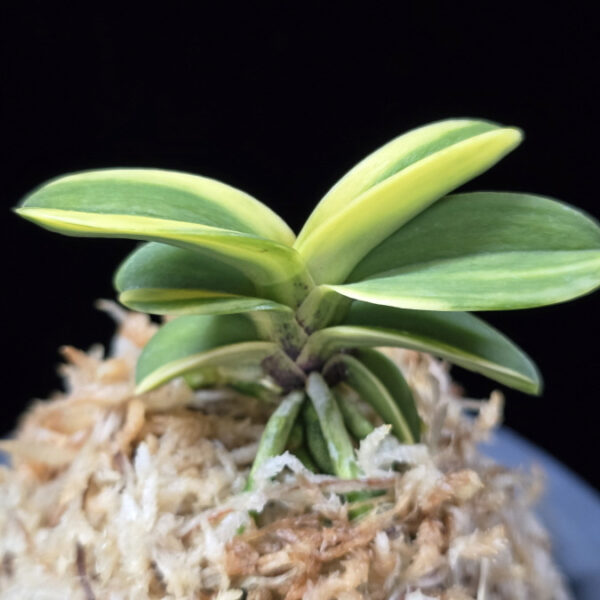 각왕산 覚王山 Kakuozan