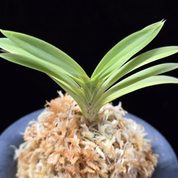 공주 公主 Gongju (3spur)