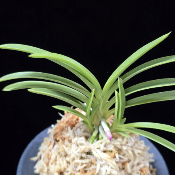 공주 公主 Gongju (3spur)