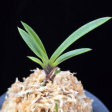 적토 赤兎 Akausagi