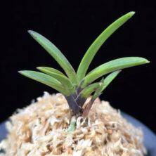 적토 赤兎 Akausagi