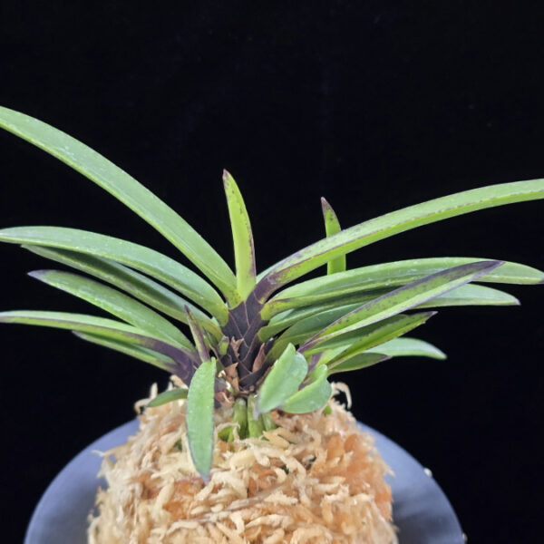 적토 赤兎 Akausagi