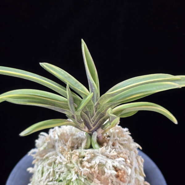 춘광 春光 Chungwang