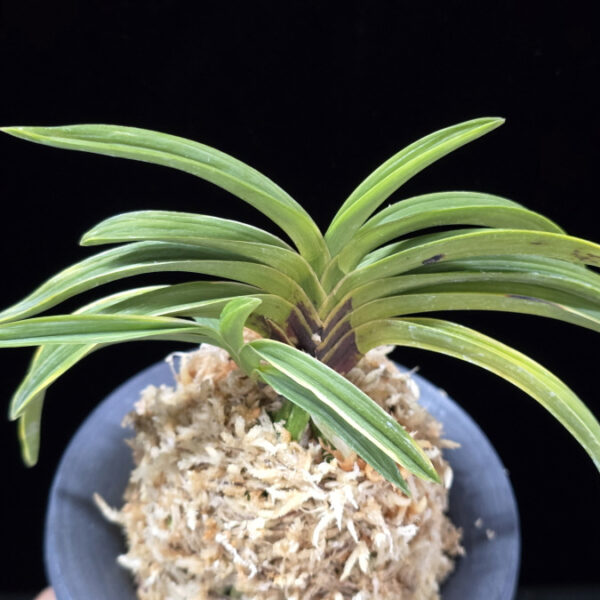 한라 漢拏 Hanra(Harura)