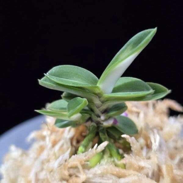 풍천 豊天 Pungcheon (Homeiden+Tengyokuho)