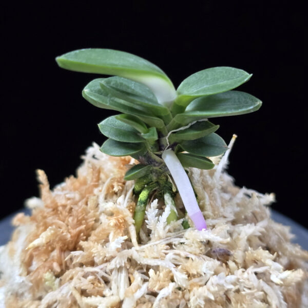 풍천 豊天 Pungcheon (Homeiden+Tengyokuho)