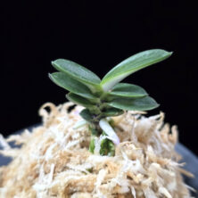 풍천 豊天 Pungcheon (Homeiden+Tengyokuho)