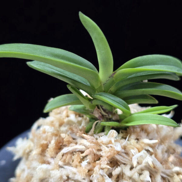 부비 富卑 Bubi (Fugaku+Himiko)