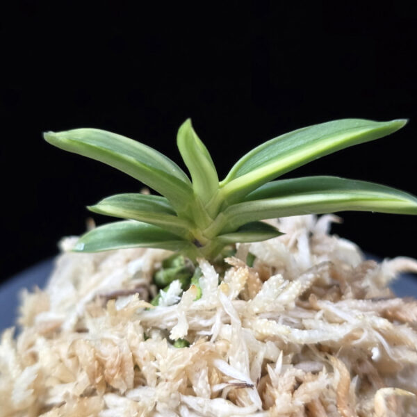 부비금 富卑錦 Bubigeum (Fugaku+Himiko)