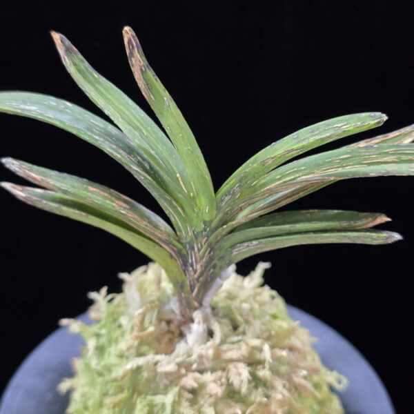 황야 荒野 Hwang-ya(Kouya)