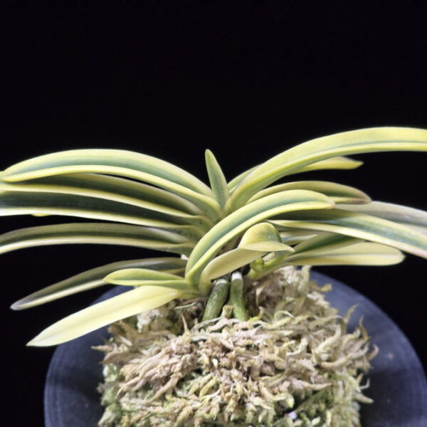 부귀전 富貴殿 Fukiden