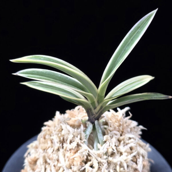 계림 鷄林 Gyerim (Benisuisho)