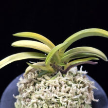 탄황룡 灘黄龍 Nadakiryu