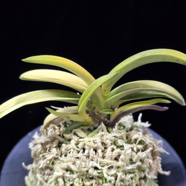 탄황룡 灘黄龍 Nadakiryu