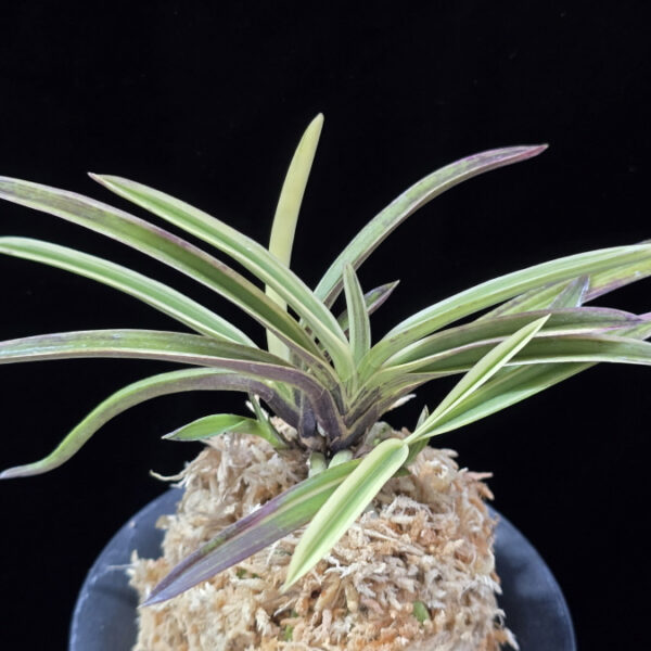 백황복륜 白皇覆輪 Hakuo Fukurin