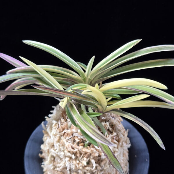 백황복륜 白皇覆輪 Hakuo Fukurin