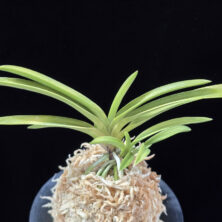 옹 翁 Okina (Ruby root)