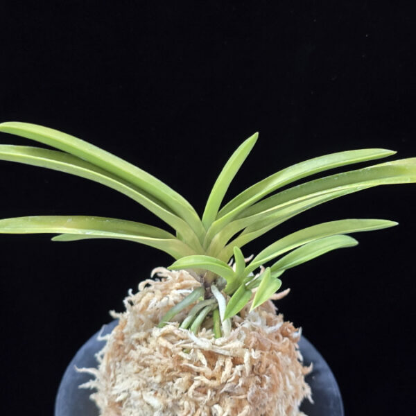 옹 翁 Okina (Ruby root)