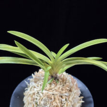 옹 翁 Okina (Ruby root)