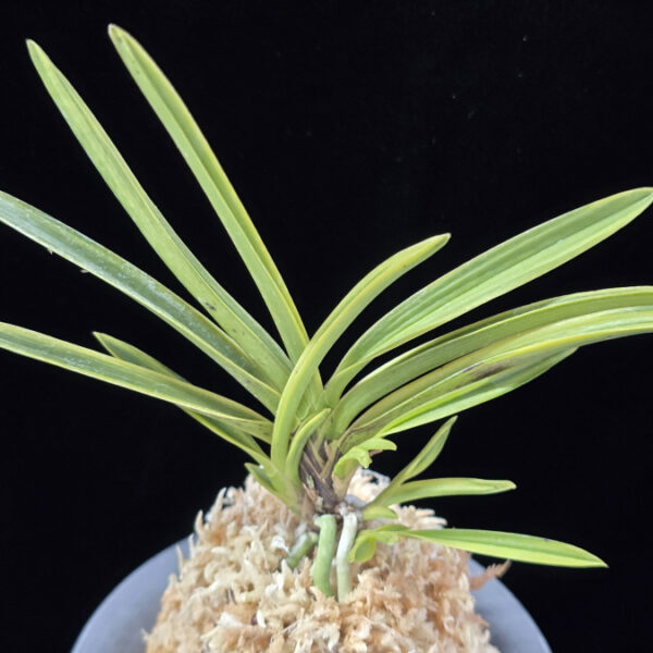 장생전 長生殿 Choseiden