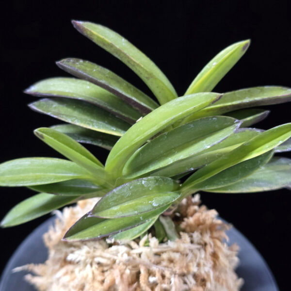 대장금 大壯錦 Daejanggeum(Daiso Nishiki)