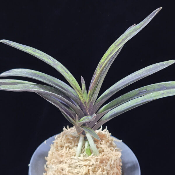 엄미묵 奄美墨 Amami Sumi