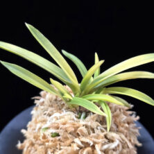 당금 唐錦 Karanishiki