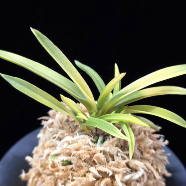 당금 唐錦 Karanishiki