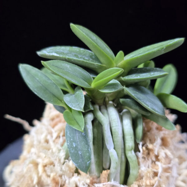 천재 千載 Senzai