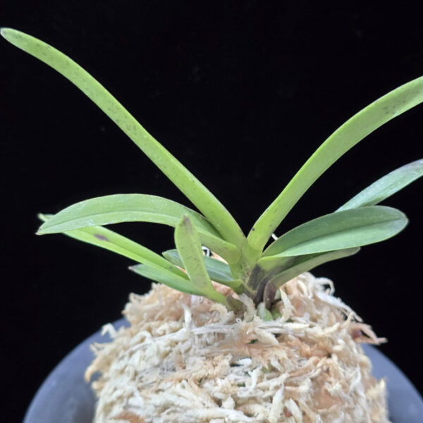 녹십자성 緑十字星 Midori Jujisei