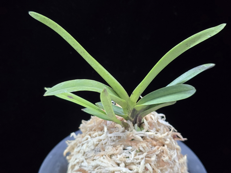 녹십자성 緑十字星 Midori Jujisei 녹십자성 緑十字星 Midori Jujisei