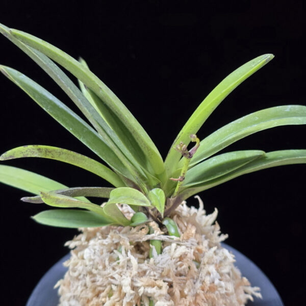 녹십자성 緑十字星 Midori Jujisei