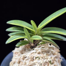 화천금 華泉錦 Kasen Nishiki