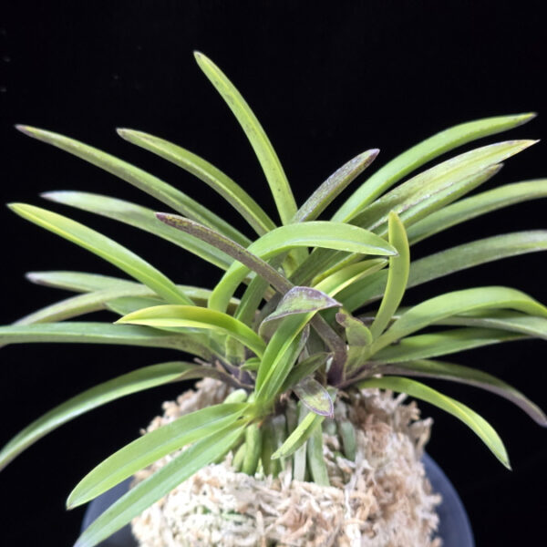 백조 白鳥 Hakucho