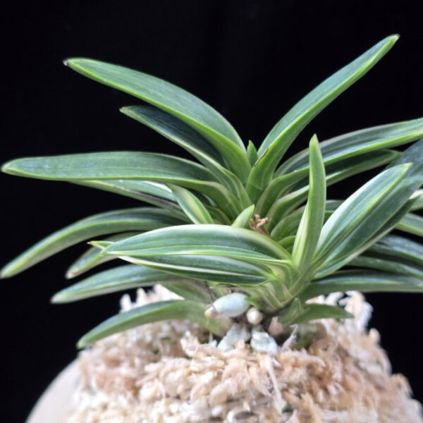 백결단엽 白潔短葉 Hakugetsu Tanba