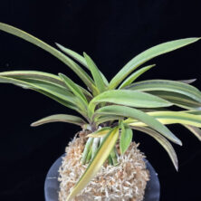 엄미호 奄美縞 Amami Shima