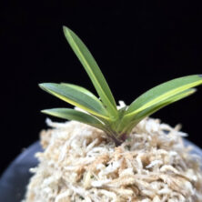 성대호 聖代縞 Sedai Shima