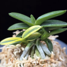 취월호 翠月湖 Chwiwolho(Seedling)