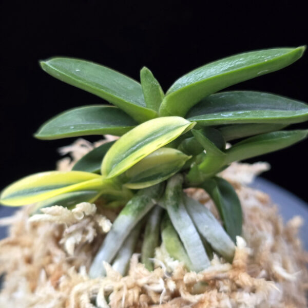 취월호 翠月湖 Chwiwolho(Seedling)