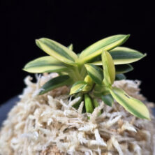 취월호 翠月湖 Chwiwolho(Seedling)