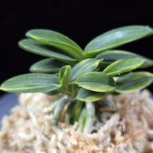 취월호 翠月湖 Chwiwolho(Seedling)