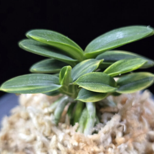 취월호 翠月湖 Chwiwolho(Seedling)