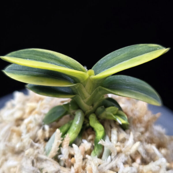 취월호 翠月湖 Chwiwolho(Seedling)
