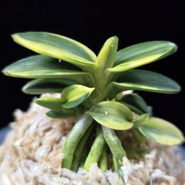 취월호 翠月湖 Chwiwolho(Seedling)