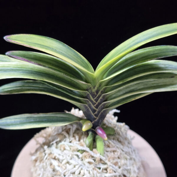 천지연 天池淵 Cheonjiyeon