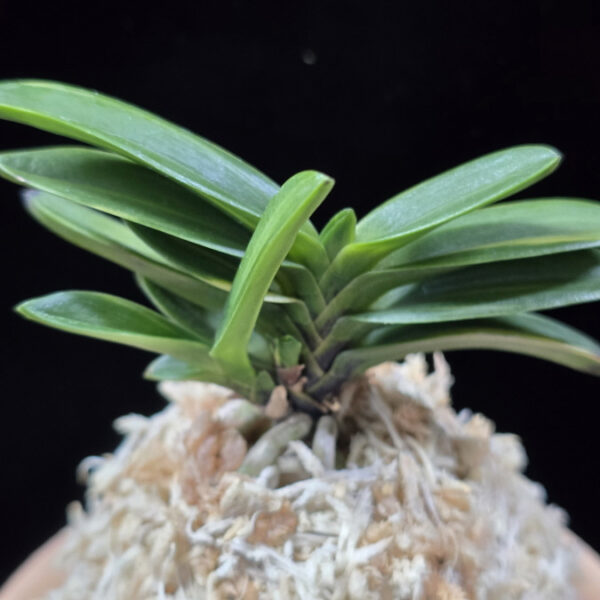 금강보 金剛宝 Kongoho