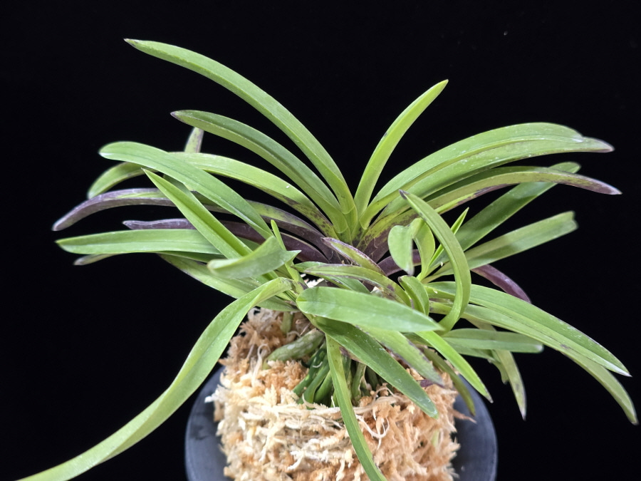 장자홍 長紫紅 Jangjahong 장자홍 長紫紅 Jangjahong