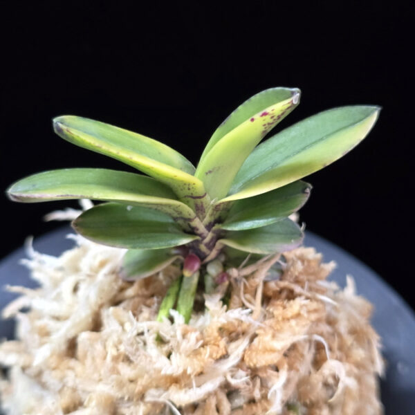 대장금 大壯錦 Daejanggeum(Daiso Nishiki)