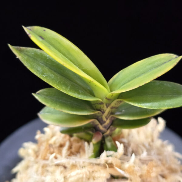 대장금 大壯錦 Daejanggeum(Daiso Nishiki)